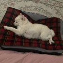 젠틀리머 펫베드 후기 (3kg 폼피츠, M) 강아지 방석 추천