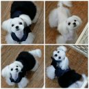 똥강아지 애견샵 이미지