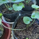 철원한농 이미지