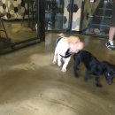 다독(Da Dog) 이미지