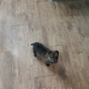 애완강아지 이미지