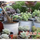 박상식농장 네이버블로그