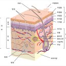 우리피부 이미지