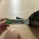 얌스 | 국내산 츄르 칼마 얌스츄르 황태 후기