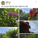 도심숲