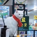 #오드아이 이미지