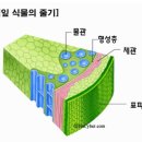 부름켜 이미지