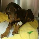 삼성동물약국 이미지