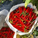 평창이야기 이미지