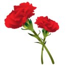 지솔블러썸 (Jisol blossom)