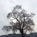 느릅나무가든 이미지