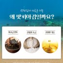 명품피아 이미지