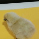 백봉