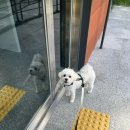 대구 수성구 범어동 | 강아지 수제 케이크 댕스투유