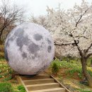 머리쉼터 | 모르면 후회할 서울 벚꽃 명소 서대문 안산 연희숲속쉼터 개화 시기