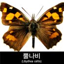 우리 산에서 만나는 나비 (041) - 뿔나비 (Libythea celtis) 이미지