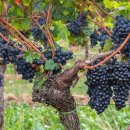 포도나무 이미지