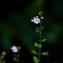 안심산 둘레길 이미지