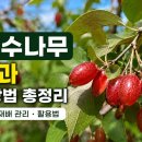 보리수 티스토리