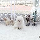 화이트포메라니안 이미지