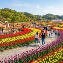 (주)코리아세븐 용인휴양림점 | 4월 중순 튤립 명소 – 태안 튤립축제·에버랜드 개화 현황 (2026)