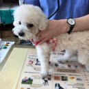 셀레네 동물병원 이미지