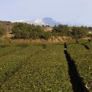 한라산유통