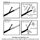 Ptuning Shrubs 이미지