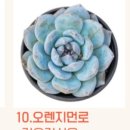 먼로농장 Daum카페