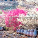 매실사랑펜션 이미지