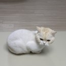 덕봉이네 닭