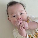 구축 전세 시공매트 대신 쿠팡 | 크림하우스 프리2 더블크림 280 240 8주 후기