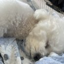 도그루아 이미지