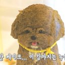 트렌독 티스토리