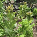 신트라움 이미지