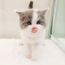 익산원펫 이미지