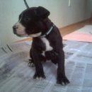 남부켄넬 이미지