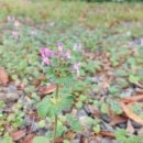 비슬산둘레길 4구간 이미지