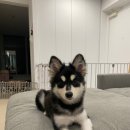 리오동물병원 이미지