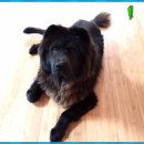 닥터훈트 이미지