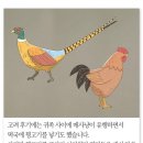 꿩대신닭 이미지