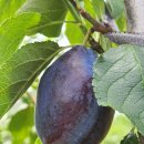 예정농장 이미지