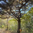 치악산둘레길 9코스 자작나무길 | 치악산둘레길 9코스(자작나무숲길)