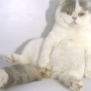 착한 고양이 이미지