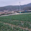 금산면사무소 Daum카페