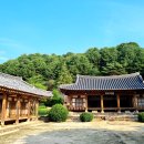 덕산 은행나무길 이미지