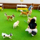 아이조아펫파크 서울점