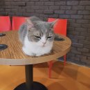 청춘 고양이 카페 이미지