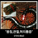 지네( 오공 ) 효능 및 복용법 이미지