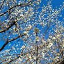 중앙공원 산책로 이미지